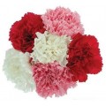 Carnations - Assorted
